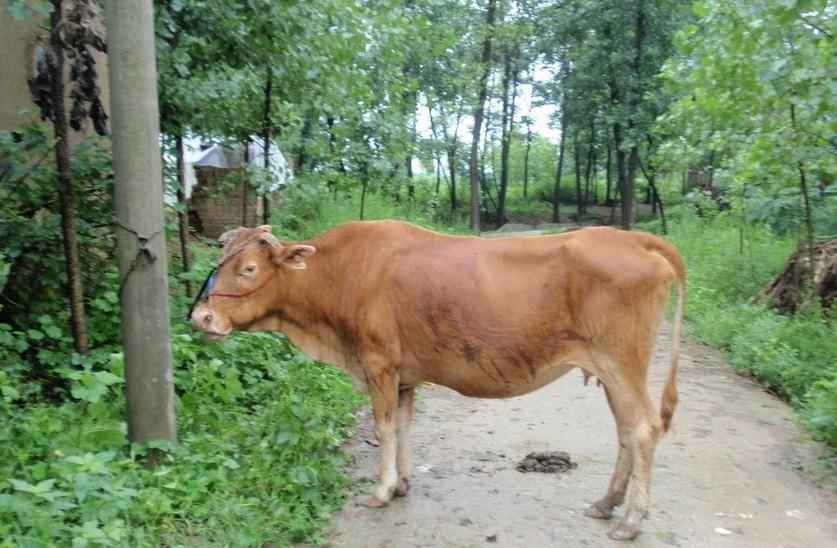 瑞安最新求一个套医保卡的黄牛是真的吗方法分析(最方便真实的瑞安求一个套医保卡的黄牛是真的吗还是假的方法)